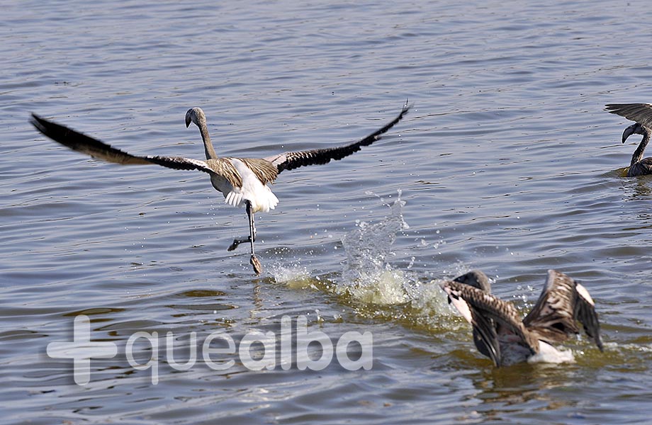 l pedrisco además de provocar la mortalidad de 332 aves en esta Laguna, ha traído como consecuencia importantes daños en la vida, el olivar y cultivos de regadíos. 