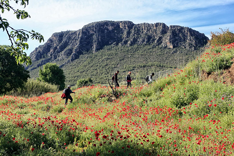 Elche_de_la_Sierra_02