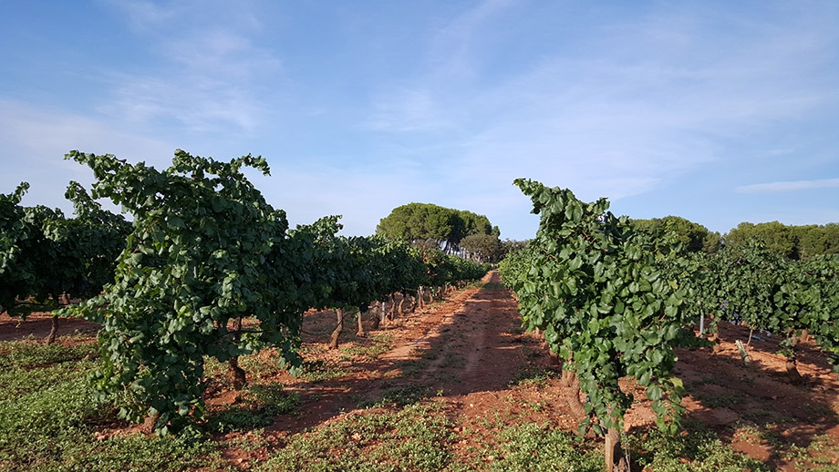 Paraje Altos de Santiago (Hoya Gonzalo)