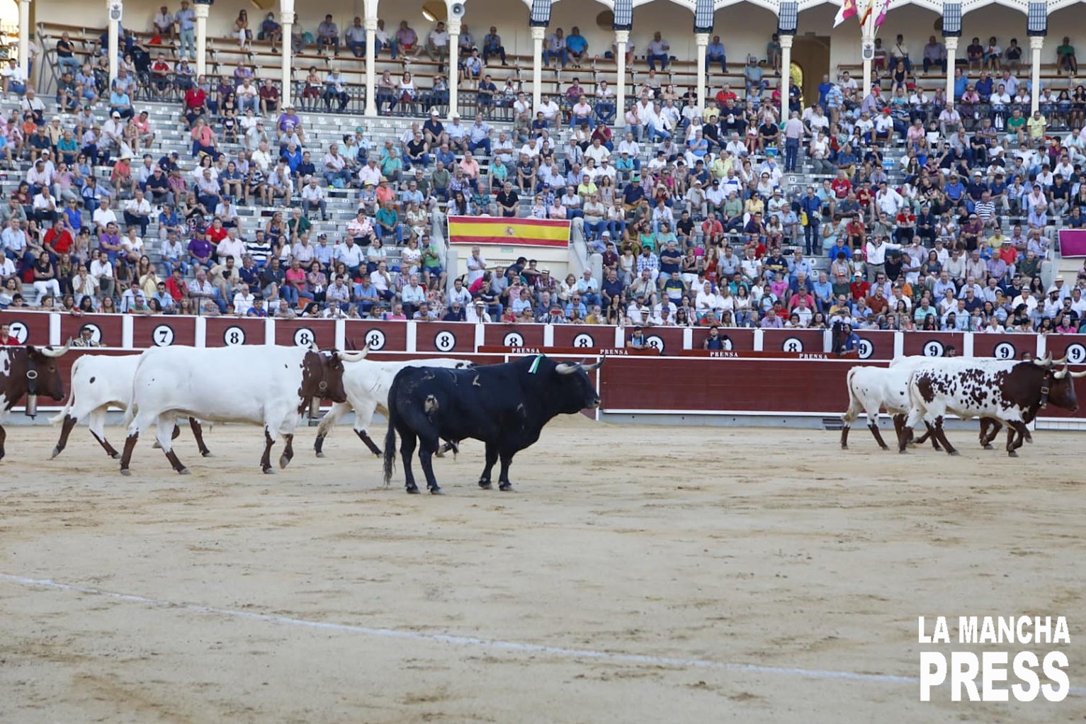 Texto: Julio Martínez